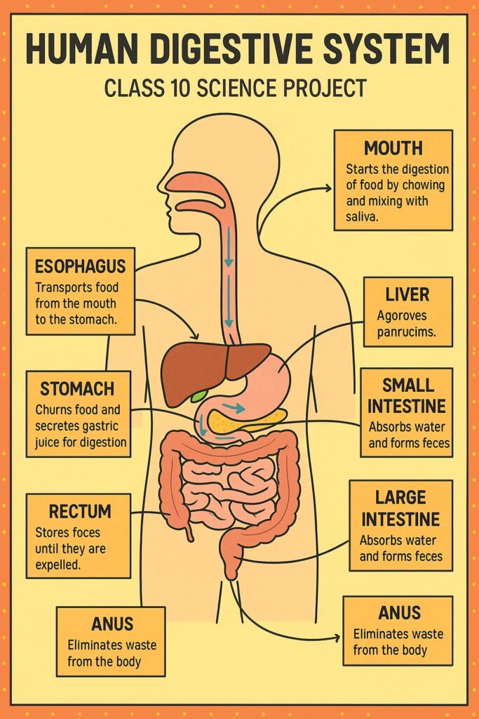 Human Digestive System
